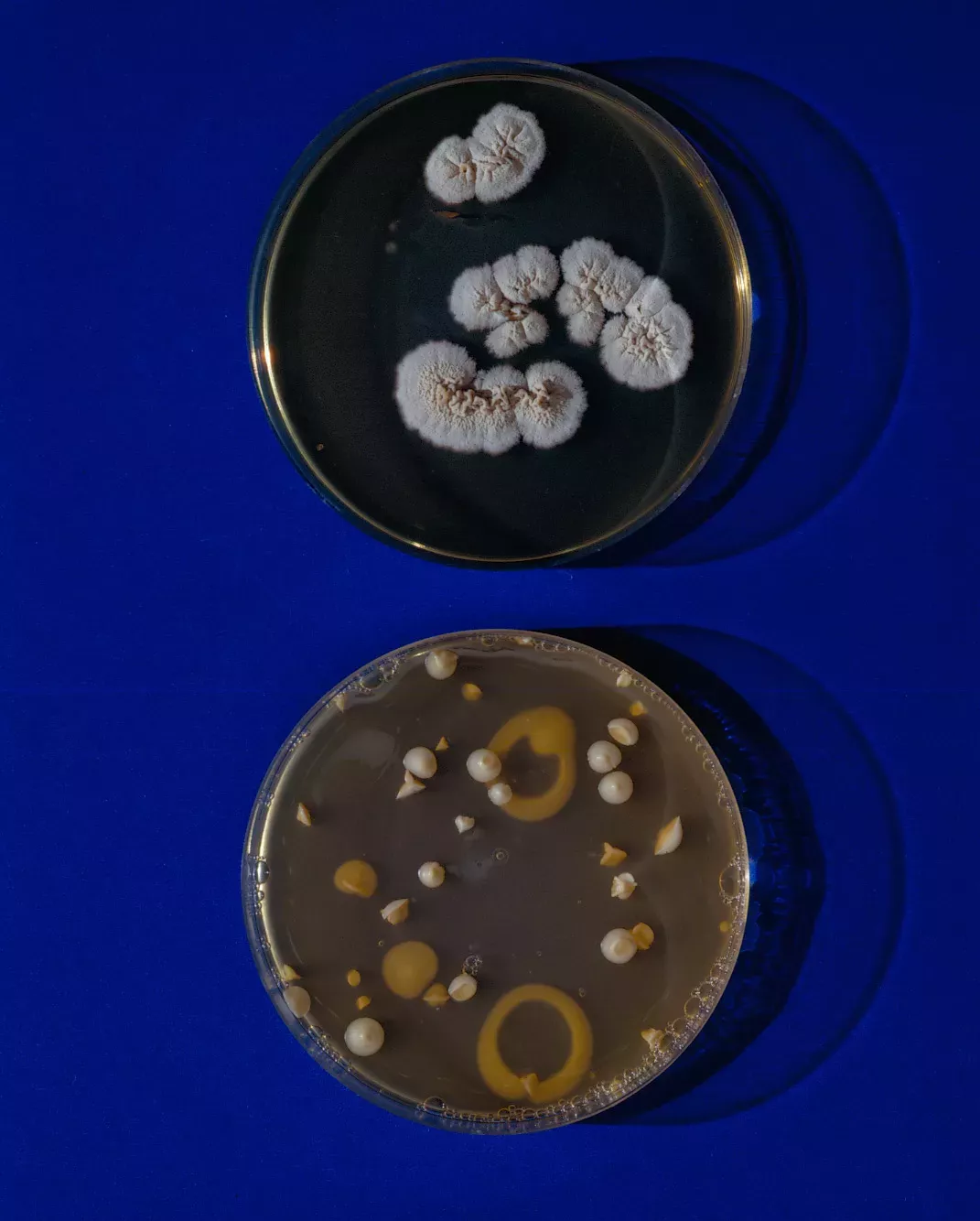 close-up-of-microbiological-culture close-up-of-microbiological-culture